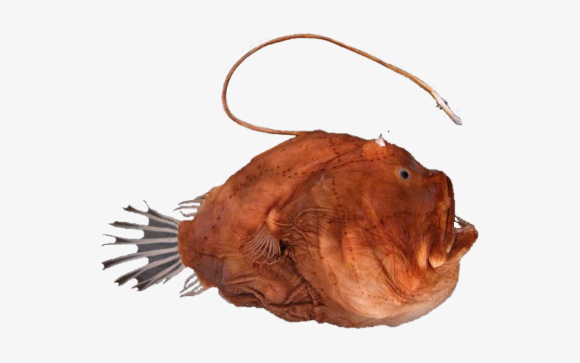 Bufoceratias Wp Edit - Freshwater Whipray, transparent png download