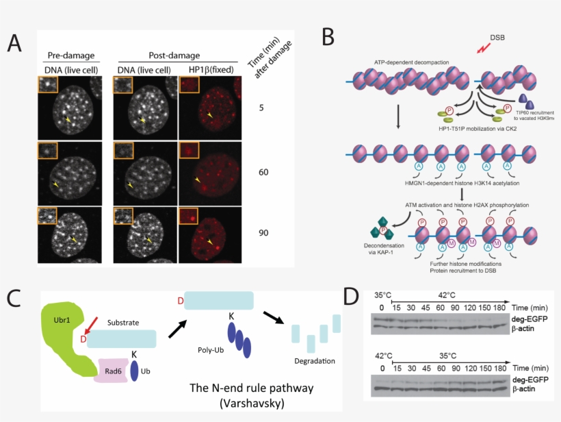 Royalty Free Download Dna And Repair Mechanisms - Dna Replication Chemical Mechanism, transparent png download
