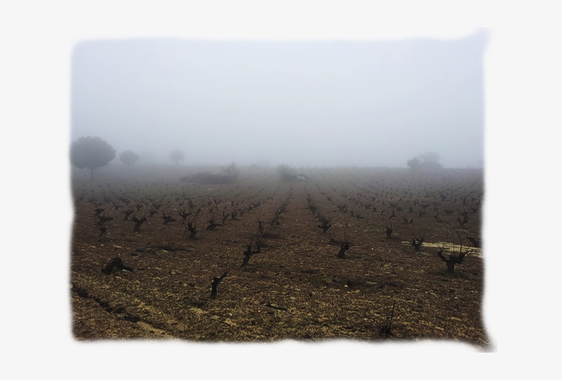 Niebla - Field, transparent png download