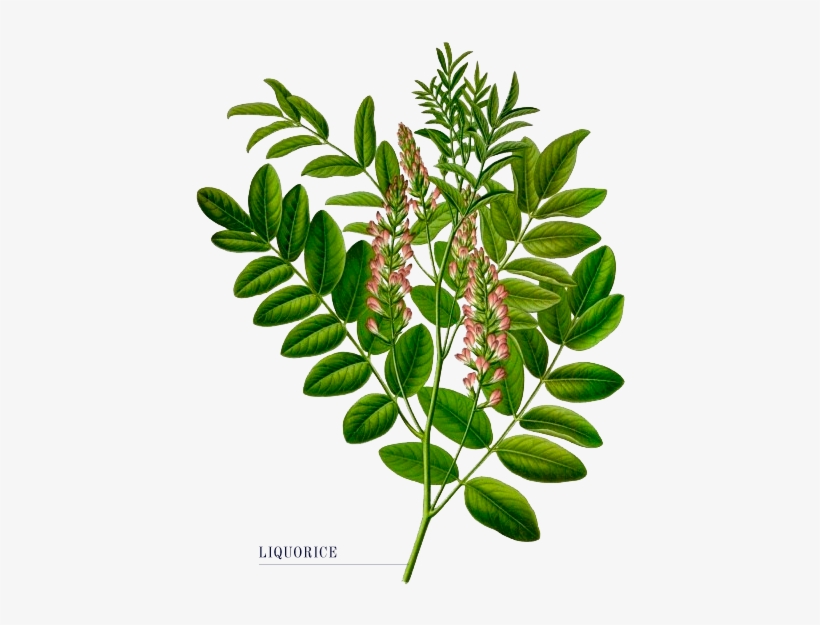 The Tom Thumb Distiller - Glycyrrhiza Glabra, transparent png download