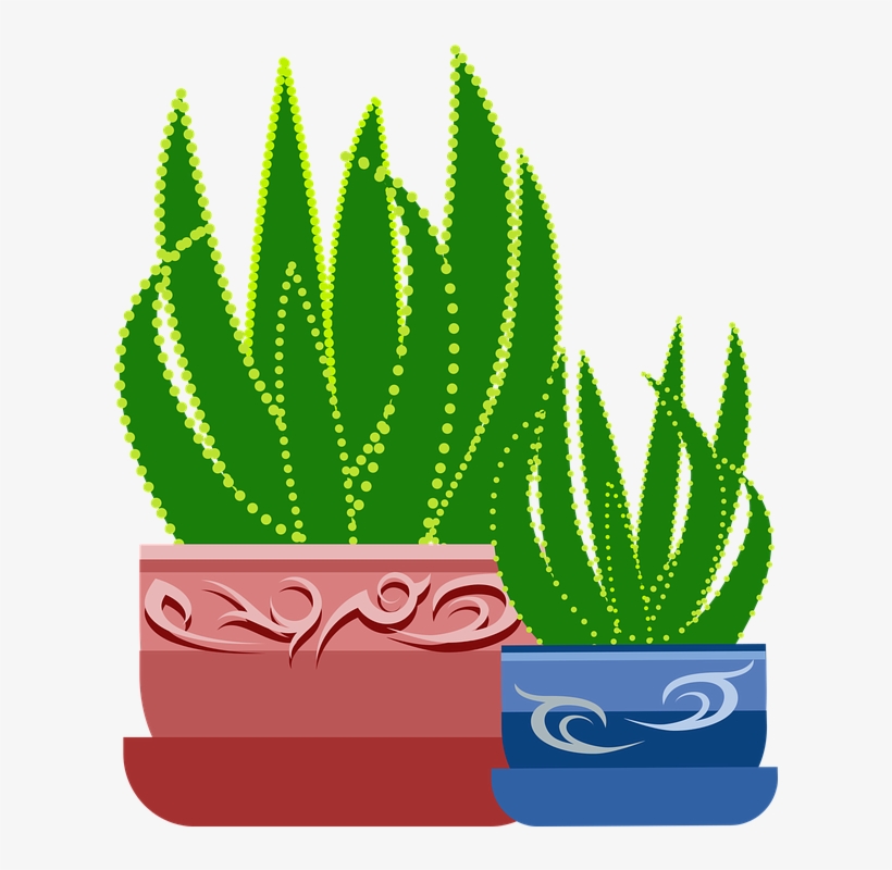 Graphic, Aloe, Plant, Cactus, Botanical, Healing - Cay Lo Hoi Vector, transparent png download