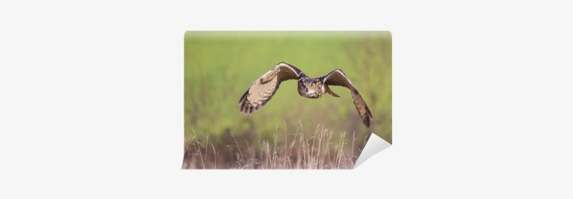 Eurasian Eagle-owl, transparent png download