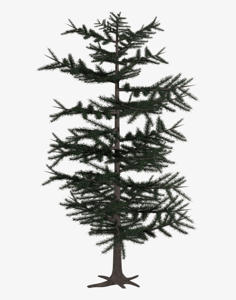 Tree Conifer Png - Tree Digital Art Png, transparent png download
