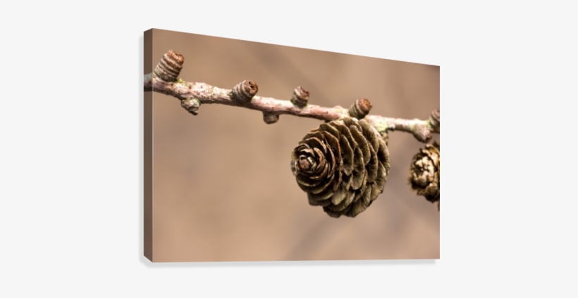 A Conifer Cone On A Tree Branch Canvas Print - Posterazzi A Conifer Cone On A Tree Branch Canvas Art, transparent png download