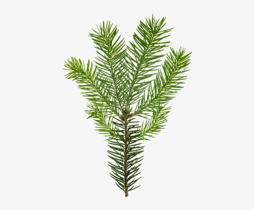 Conifers, transparent png download