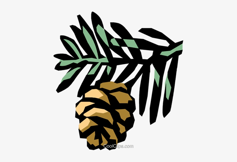 Conifer Royalty Free Vector Clip Art Illustration - Pine Branch Clip Art, transparent png download
