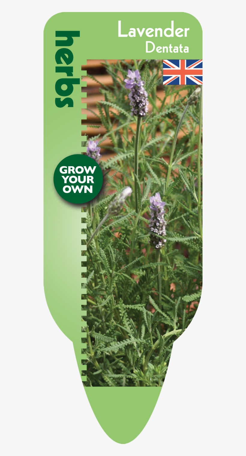 Gyo Herbs Lavender Dentata F - Herb, transparent png download