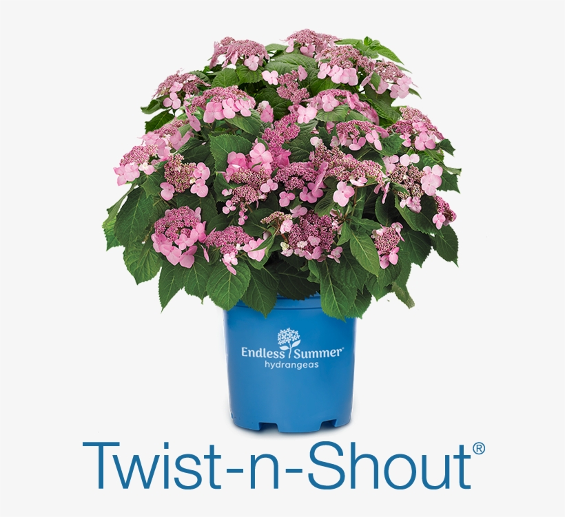 Twist N Shout - Twist And Shout Hydrangea, transparent png download