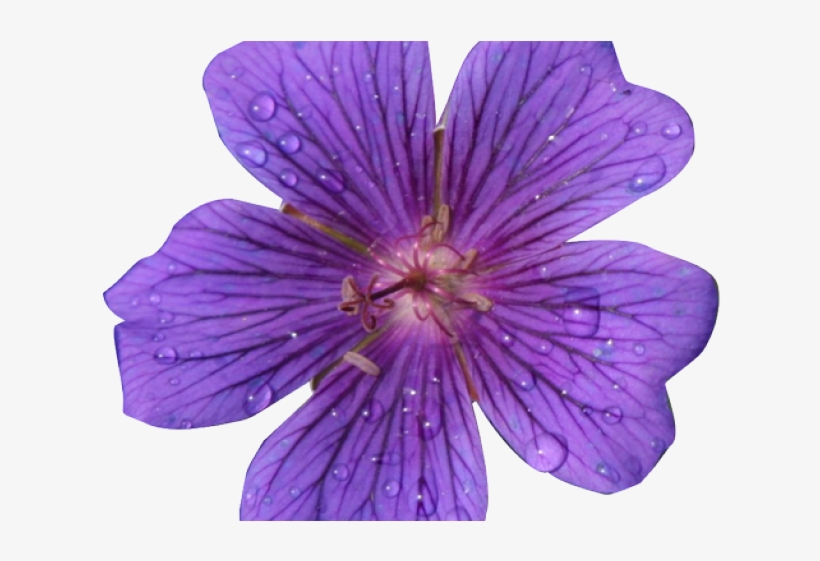 Lavender Clipart Flower Realistic - Realistic Flowers Clip Art, transparent png download