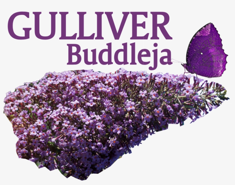 Buddleja Davidii 'gulliver'pbr Eu - Summer Lilac, transparent png download