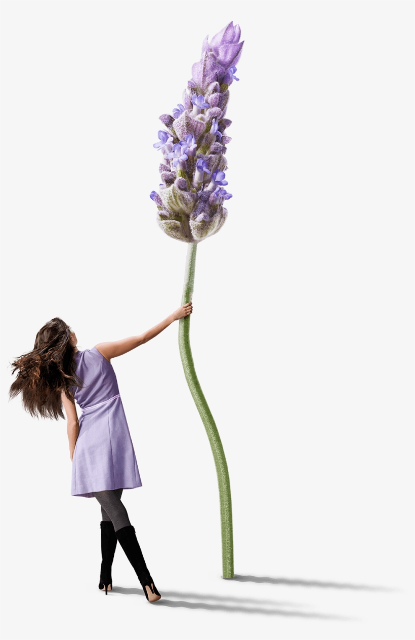 Lavender, For Mobile Wallace Cox - Dry Sparkling Soda Co, transparent png download