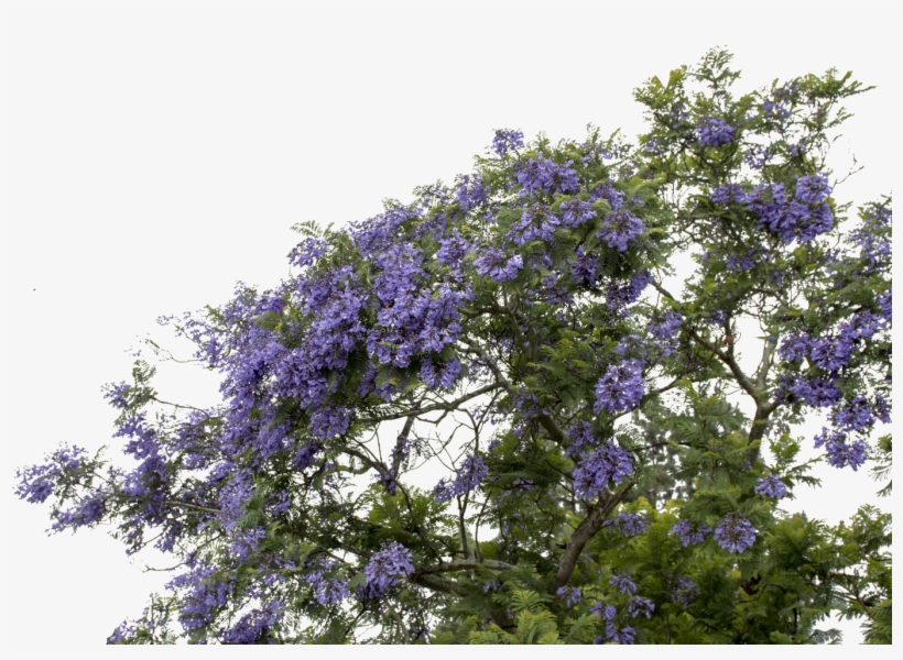 Report Abuse - Wisteria, transparent png download