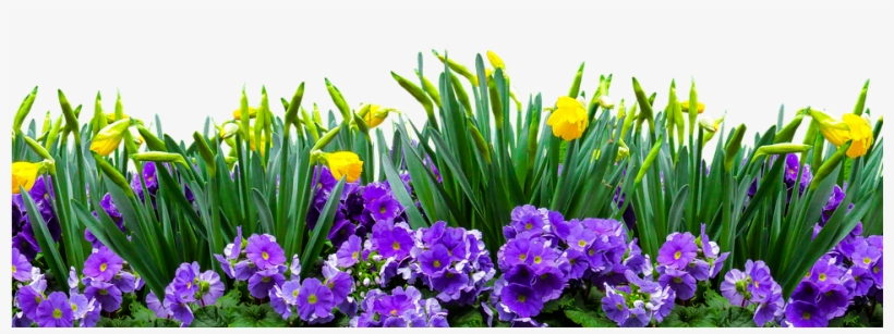 Nature, Time Of Year, Spring, Flower, Isolated - Iris, transparent png download