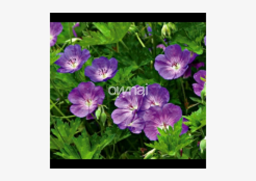 Geranium Flower Nurseries - Crane's-bill, transparent png download