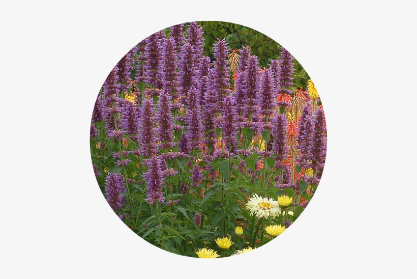 Agastache Blue Boa Herbeins Garden Center Pa - Agastache Plant - Blue Boa, transparent png download