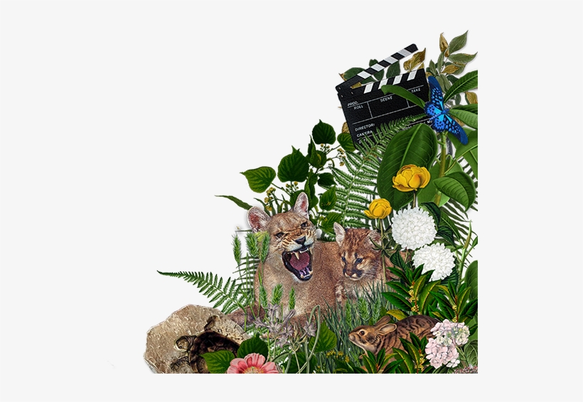 Maile Hulihan Presents Trinity Of Bitches - Chrysanths, transparent png download