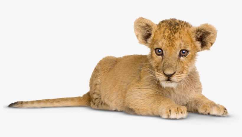Lion Cub Png - Draw! Baby Animals [book], transparent png download