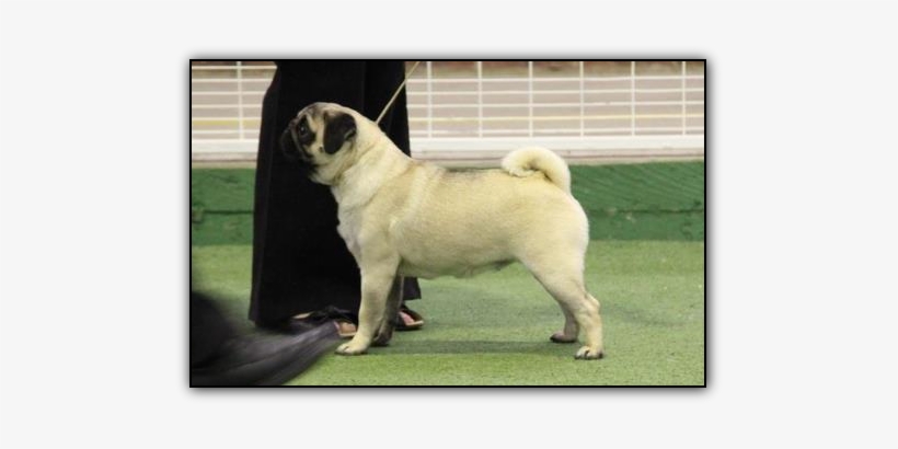 Pansy And Her Best Friend Polly Both Tragically Died - Pug, transparent png download