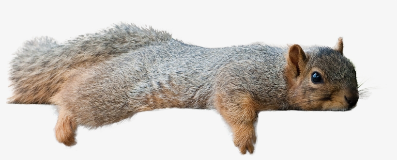 Squirrel Laying Down [1209 × 434] - Squirrel Transparent, transparent png download