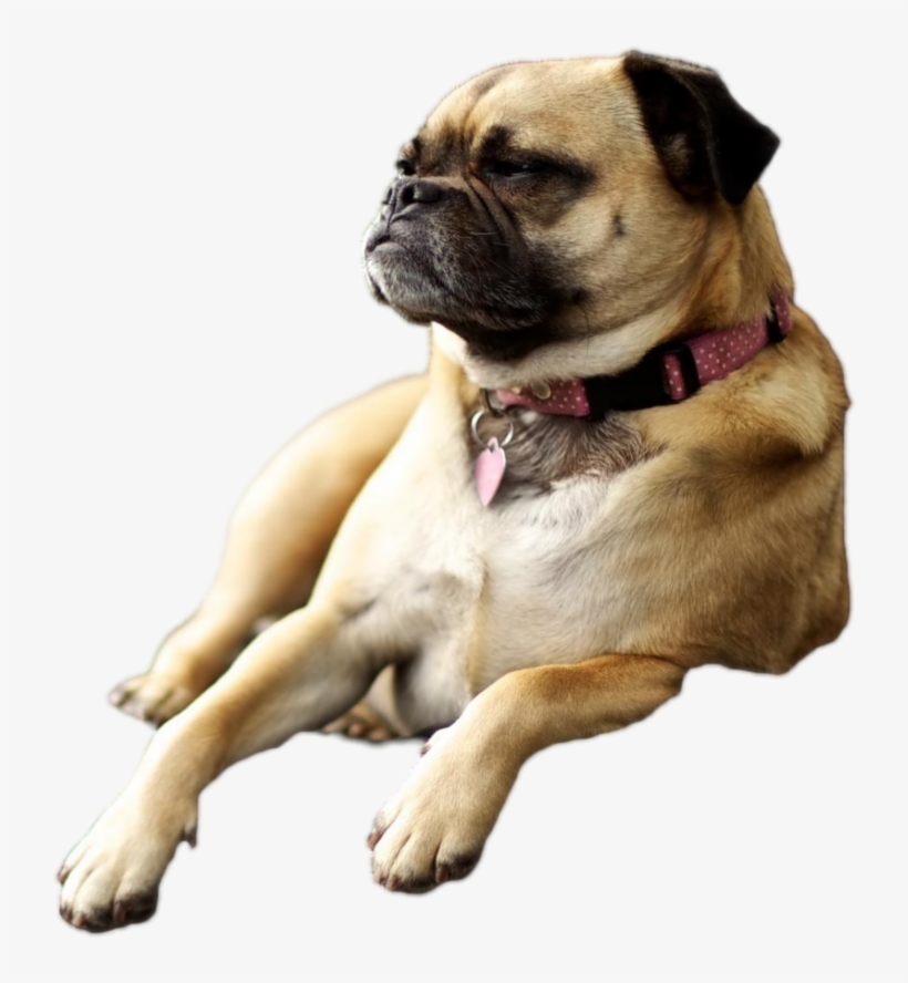 Dog Laying Down [856 × 950] - Backgrounds For Macs Animals, transparent png download