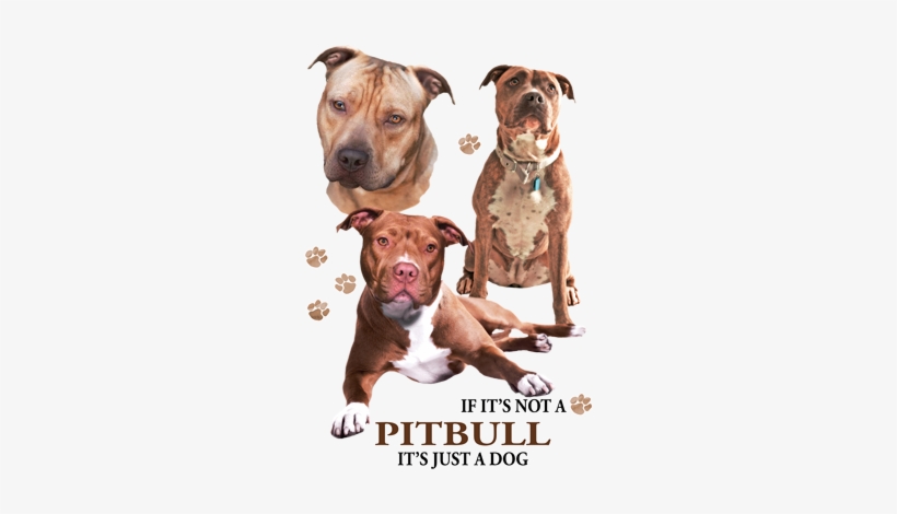 Pit Bull, transparent png download