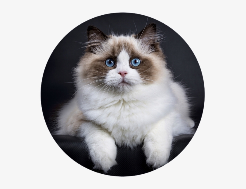 Seal Bicolor Ragdoll Cat - Gato Ragdoll, transparent png download