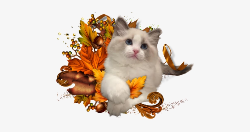 Ragdoll Kittens Ab Canada - Ragdoll, transparent png download