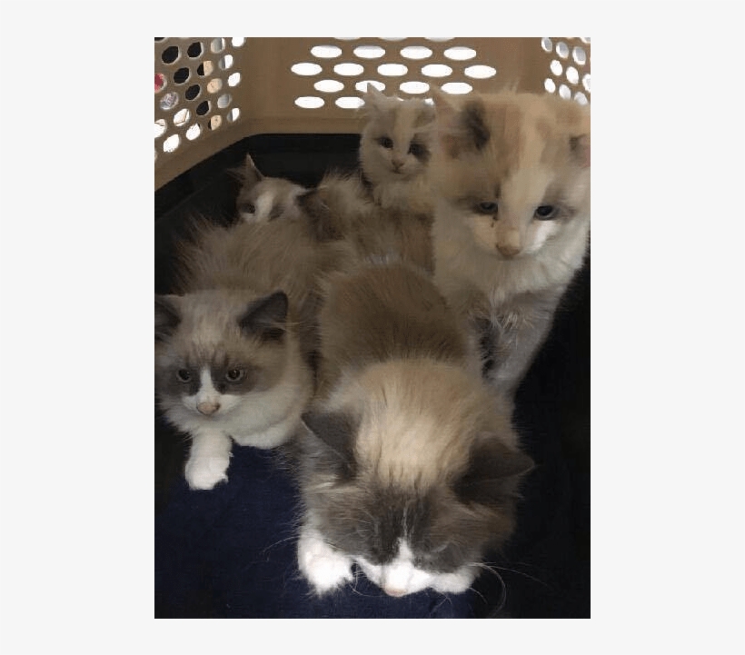 These Kittens Were Found With Their Mom, Abandoned - Himalayan, transparent png download