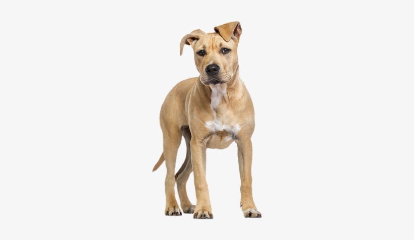 Image Du Blog - American Staffordshire Terrier, transparent png download