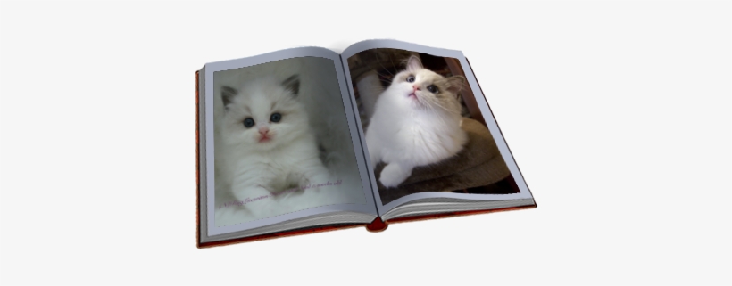 Rastaban In The Shopping Cart - Kitten, transparent png download