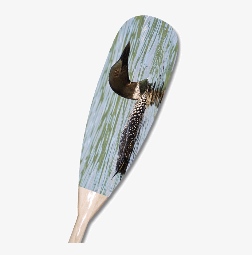Loon Paddle - European Swallow, transparent png download