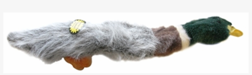 Duck, transparent png download