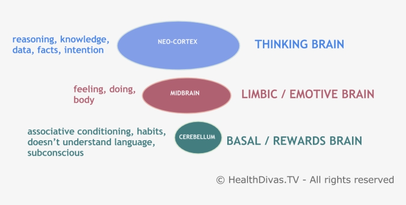 2013 10 17 Your3brainsandeating - Stop Overeating, transparent png download
