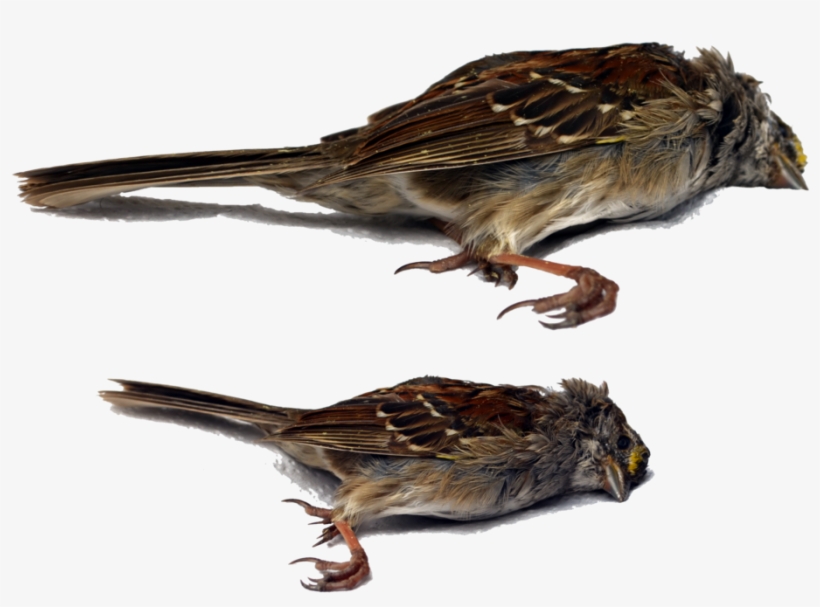 Dead Bird Png Stock Dsc 0459 N 0465 By Annamae22 Pluspng - Death Bird Png, transparent png download