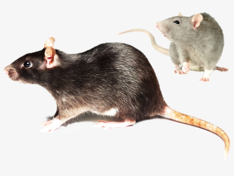 ”rat - Plamy Na Ogonie U Szczura, transparent png download