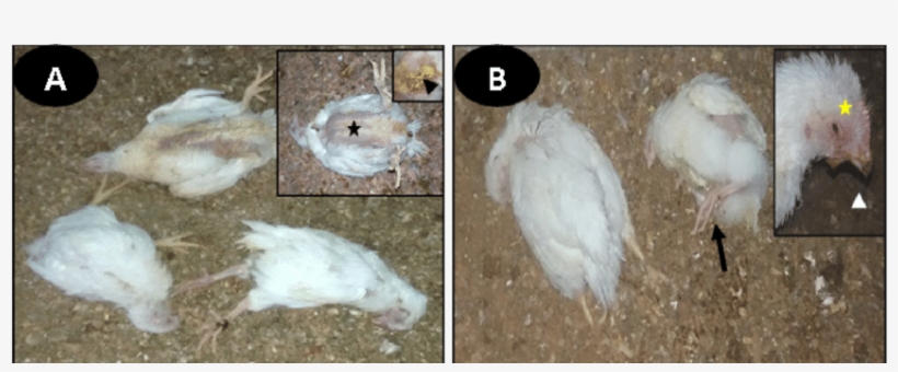 Representative Photo Showing Dead Non-vaccinated Birds - Chicken, transparent png download