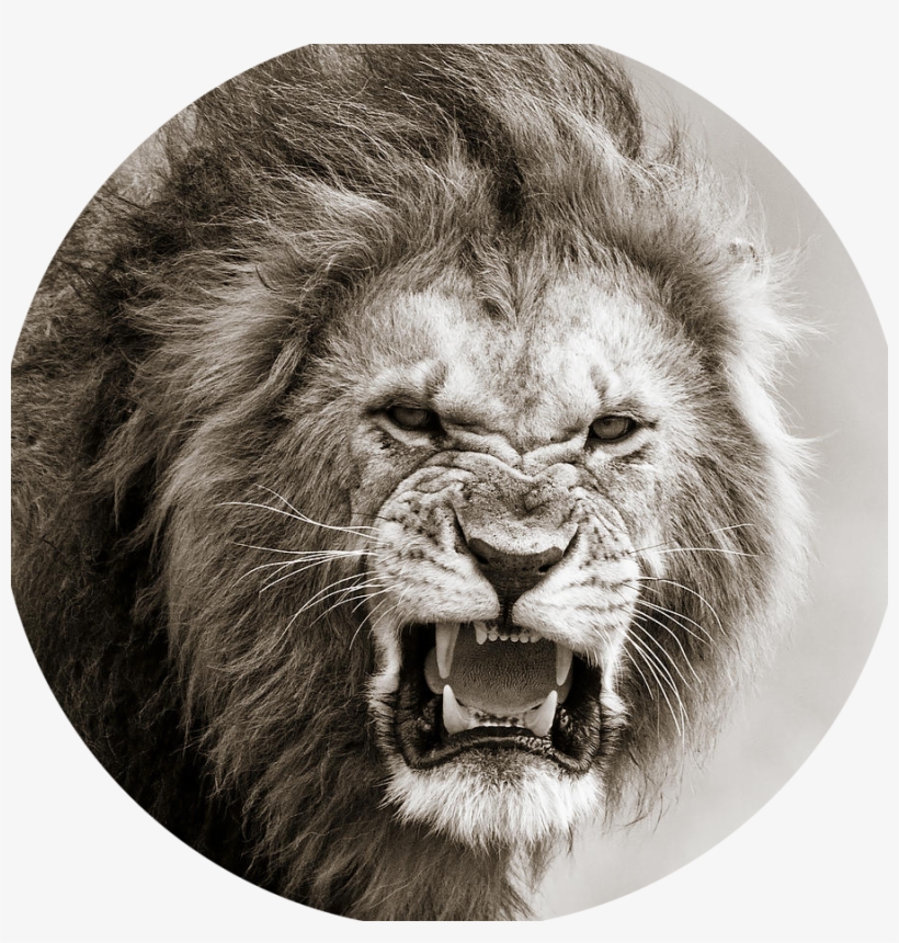 Lion Banner - Male Lion I Masai Mara Kenya, transparent png download