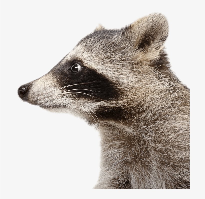Our Simple 3 Step Process - Raccoon Profile PNG Image | Transparent PNG