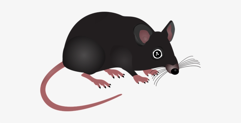 Mouse Home Animal Rodent Pest Small Hair B - หนู Png, transparent png download