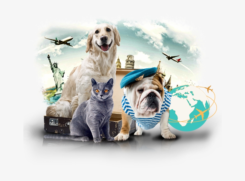 Home Boarding Shipping Pets - United States Of America, transparent png download