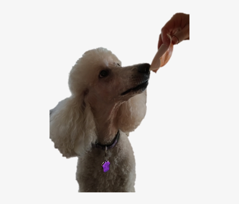 Vanya Ate A Bite Of Onion - Onion, transparent png download