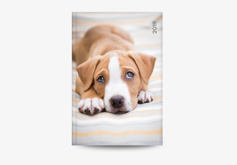 Puppy, transparent png download