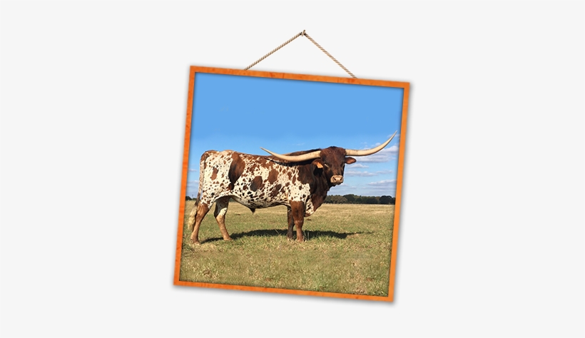 Welcome To Ross Ranch Horns - Texas Longhorn, transparent png download