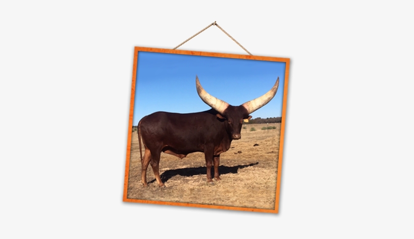 Will Ross Rossranchhorns@gmail - Longhorn Bulls In Az, transparent png download