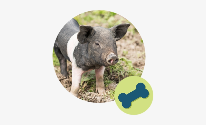 Winding Road Kennel Pet Boarding Rates - Food, transparent png download