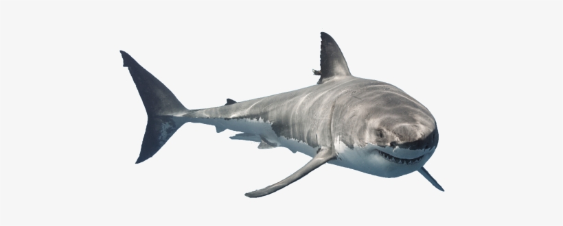 Shark - Shark Png, transparent png download