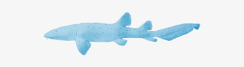 Whale Shark, transparent png download