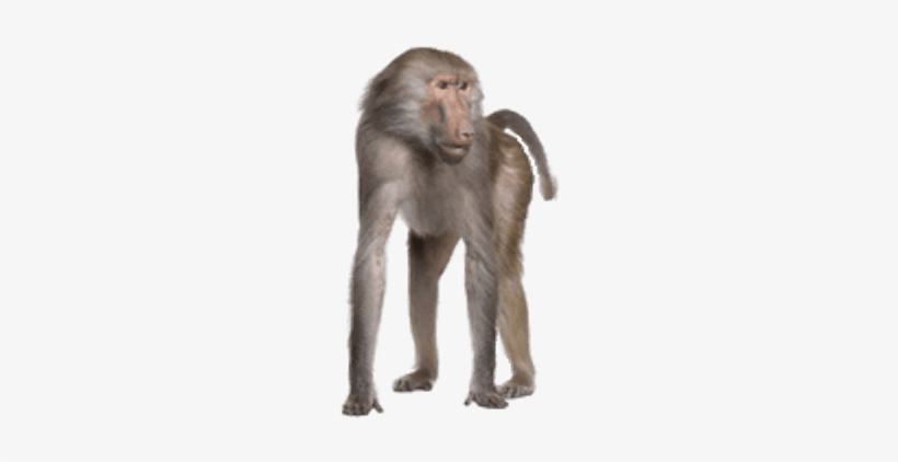 Png Animals, transparent png download