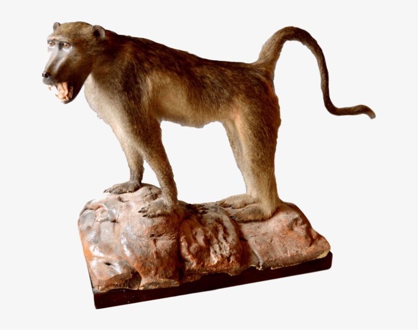 Free Png Baboon Png Images Transparent, transparent png download