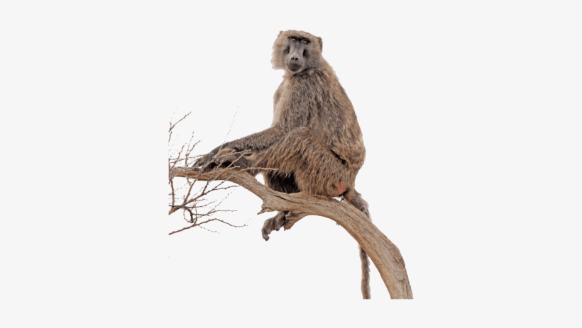 Free Png Baboon Free S Png Images Transparent - Portable Network Graphics, transparent png download